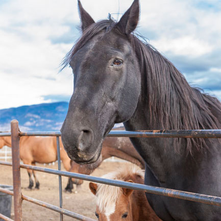 Black horse at fence