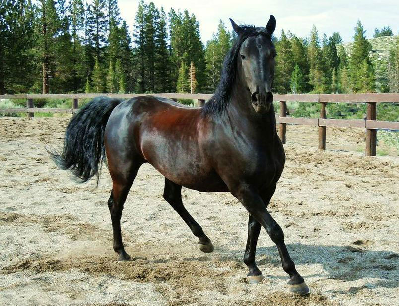 Sierra Meadows Ranch | Horse Boarding, Stalls, & Corrals