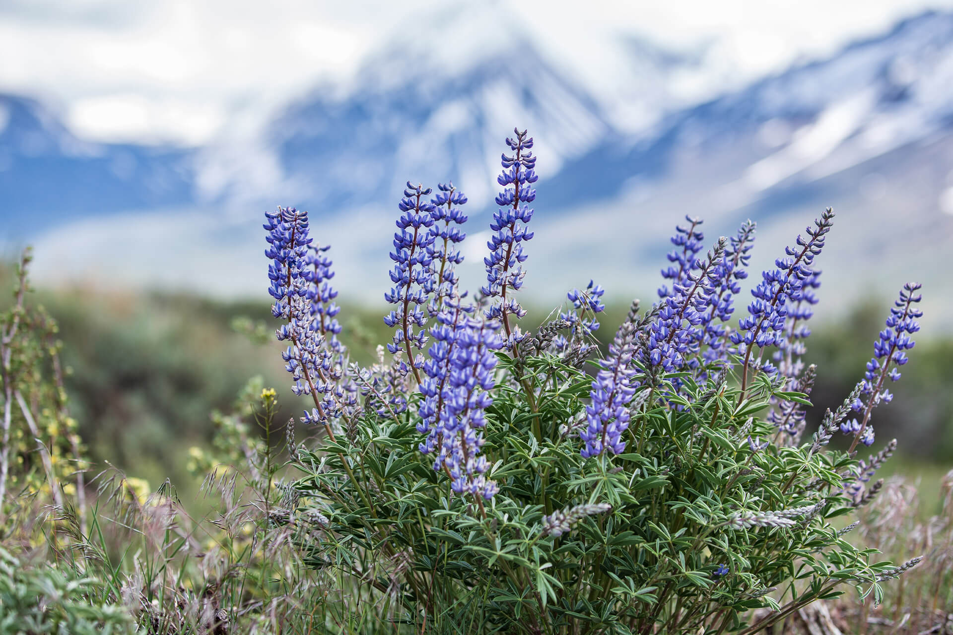 https://sierrameadowsranch.com/wp-content/uploads/2023/07/swinter-mammoth-lakes-lupin-bloom-mountains-in-background-Dakota-Snyder.jpg